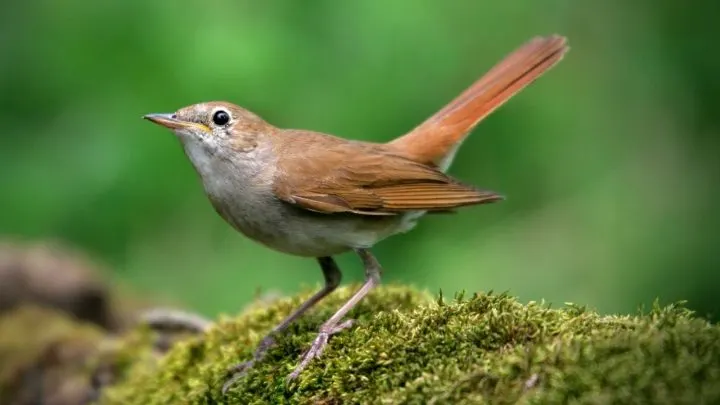 Nightingale Symbolism: 8 Fascinating Meanings Explored