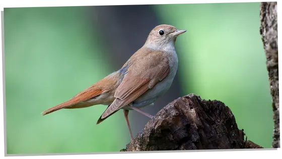 Image of nightingale symbolism