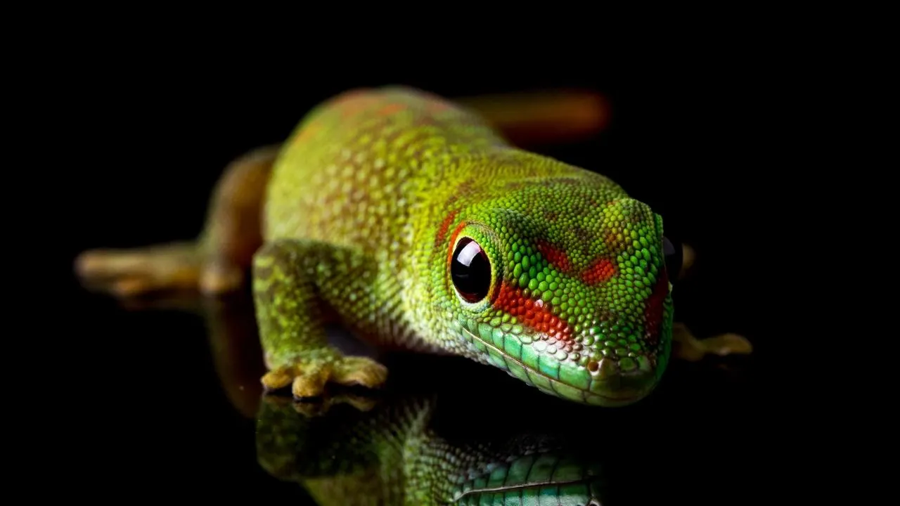 Gecko Spiritual Meaning: A Message To Face Your Fears