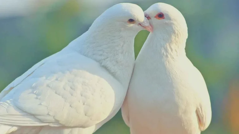 11 significations de la vision de deux colombes : Symbolisme spirituel d’un couple