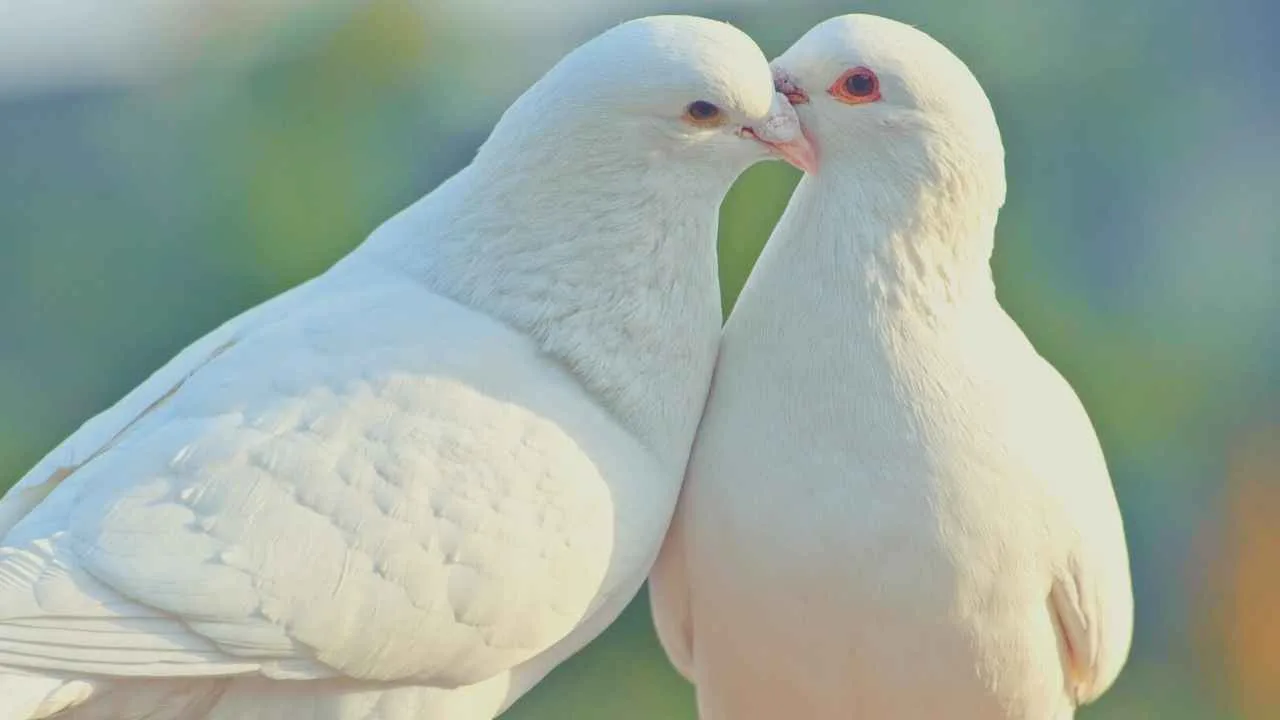 11 Meanings of Seeing Two Doves: A Pairs Spiritual Symbolism