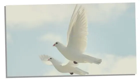 Potential Significance Of Two Doves