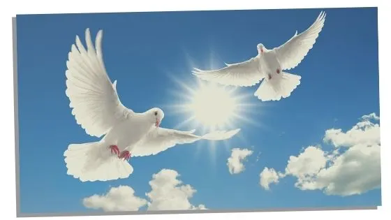 Spiritual Meaning of seeing a pair of doves 