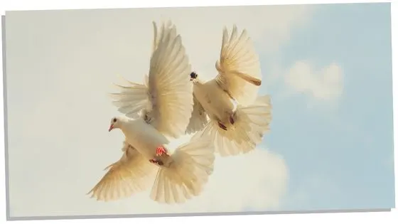 Image of 2 doves meaning the holy spirit is with you