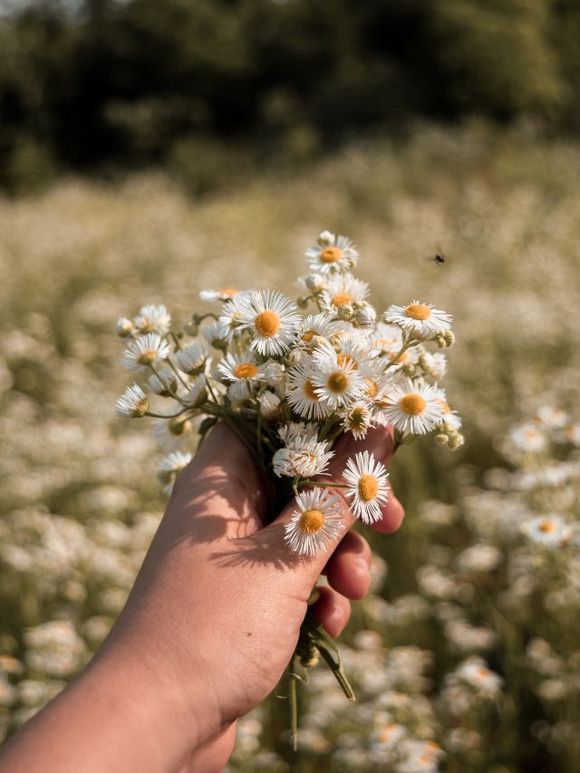 mains tenant des fleurs blanches